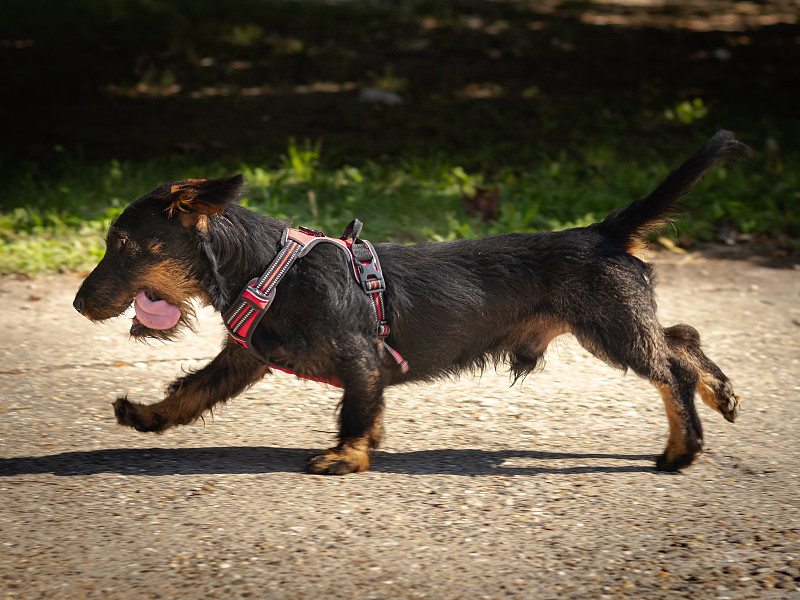 在路上散步的狗，布达佩斯，匈牙利图片素材