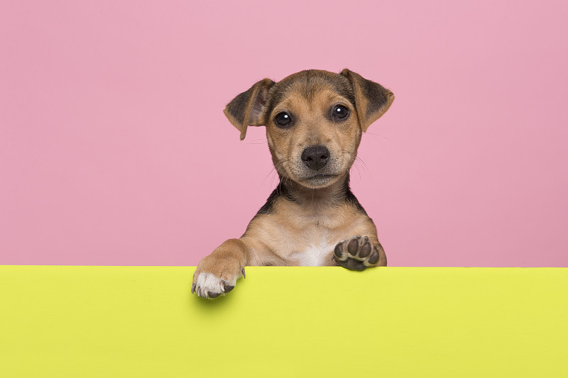 狗的肖像坐在粉红色的背景图片下载