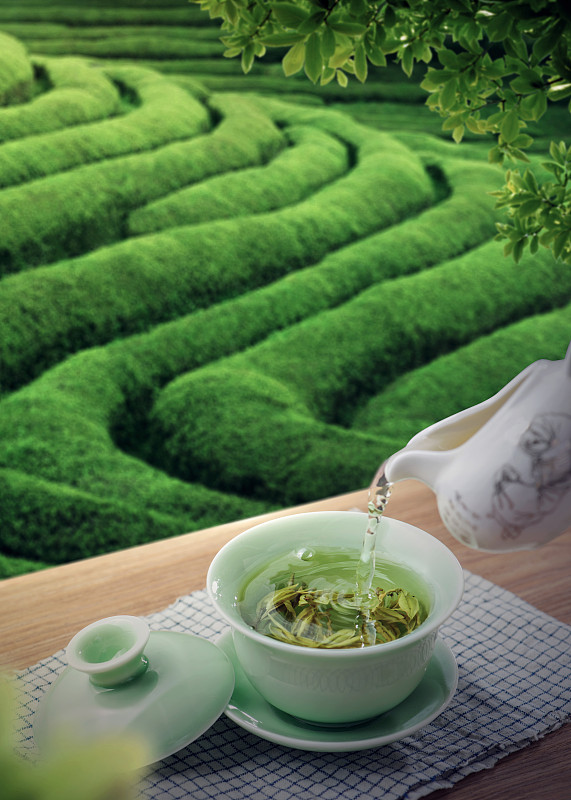 茶园背景的一杯绿茶图片素材