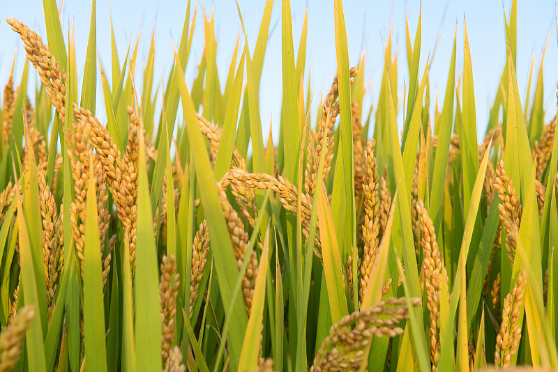 秋季丰收的水稻，稻穗特写图片素材