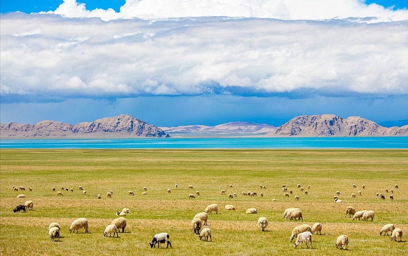 耗牛，绵羊，草原，湖泊，河流，高山，蓝天白云，天空，自然风光图片下载