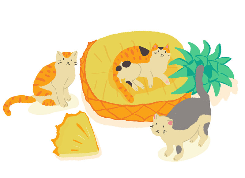 可爱的猫咪和菠萝图片下载