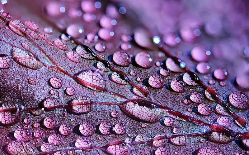 湿紫花的特写，印第安纳州，美国，美国图片素材