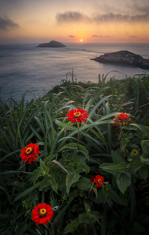 花鸟岛的海上日出，红花艳丽图片下载