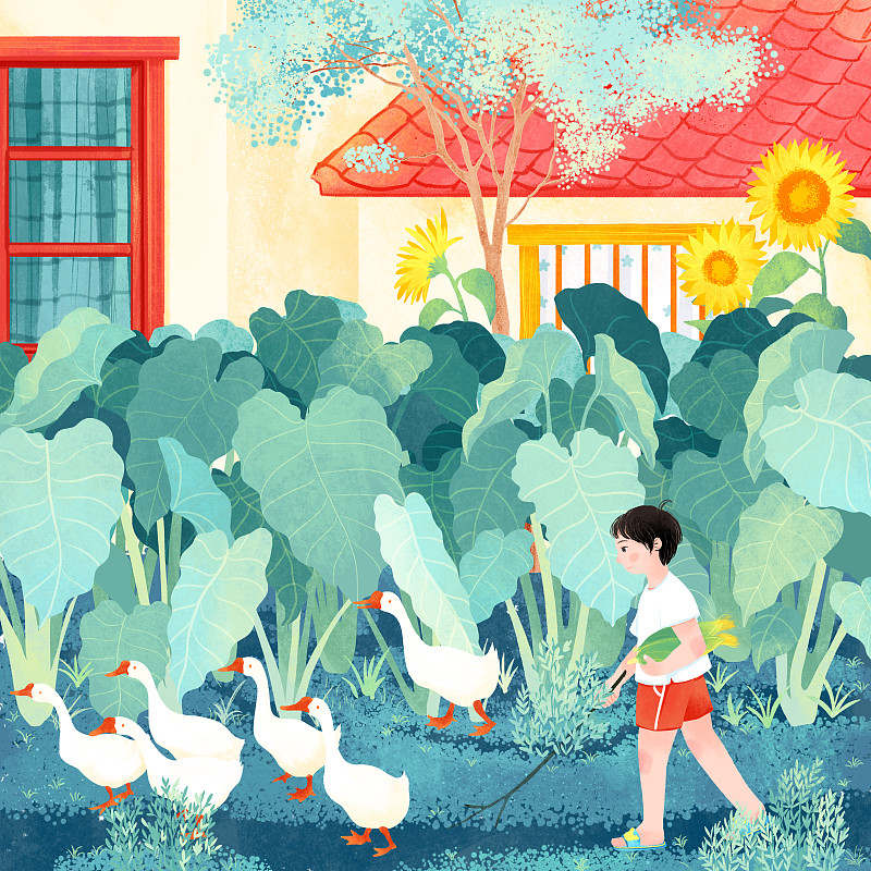 八月处暑芋头叶向日葵大白鹅男孩插画图片