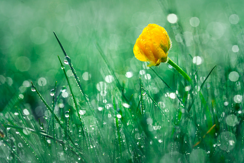 晨露中美丽的黄色雏菊图片下载