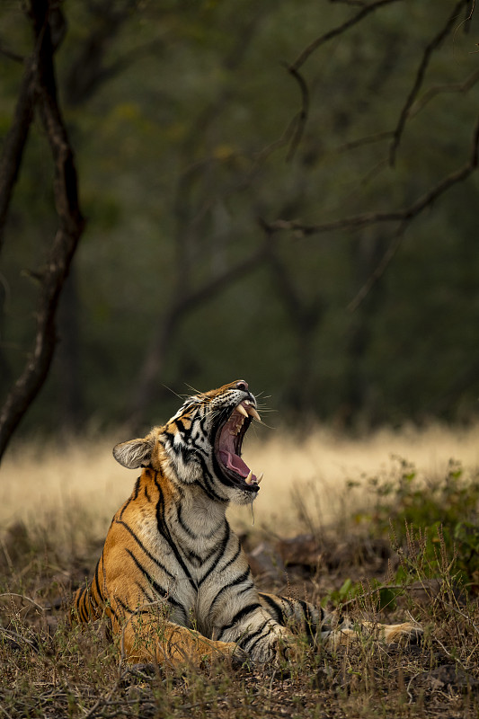 侧面的老虎坐在草地上的森林，Ranthambore国家公园，拉贾斯坦邦，印度图片下载