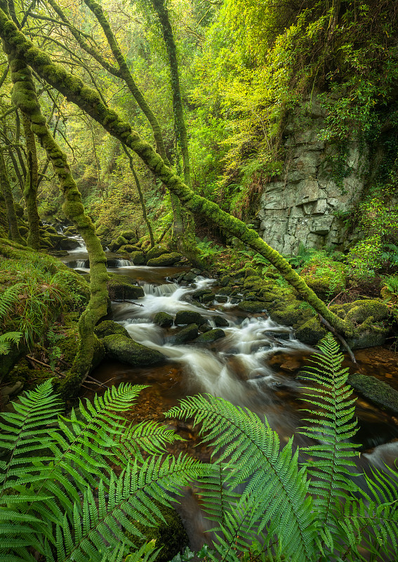 爱尔兰Muckross森林瀑布的风景图片下载