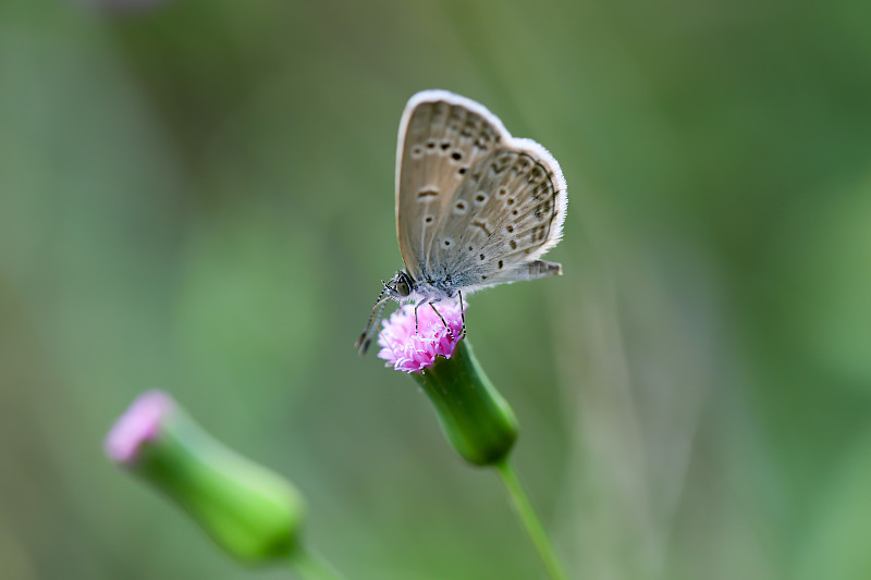 蝴蝶在花上授粉的特写镜头图片下载