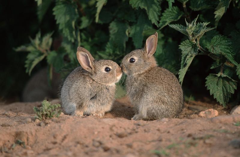 欧洲兔，幼兔，苏格兰兔图片下载
