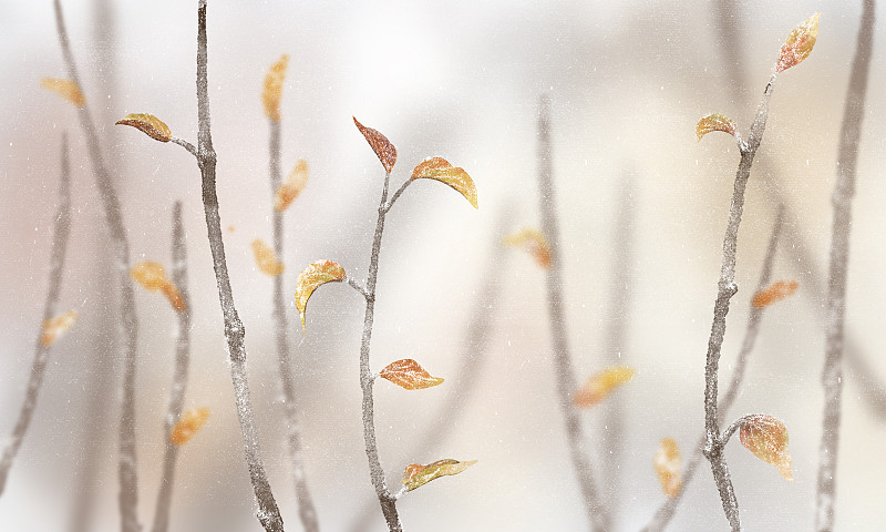 户外结霜的叶子图片下载