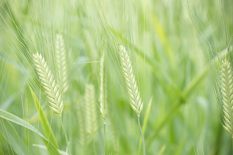 绿色小麦麦穗图片下载