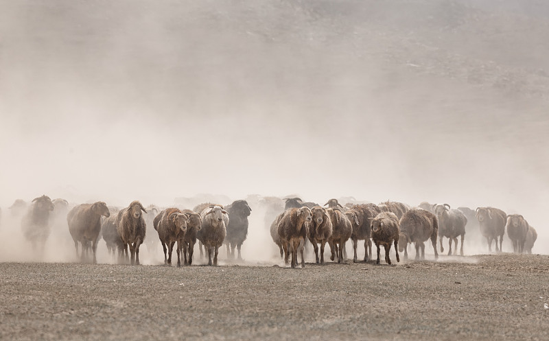 羊群，羊群的转场；阿勒泰羊群的转场，激起的灰尘，大尾羊图片下载
