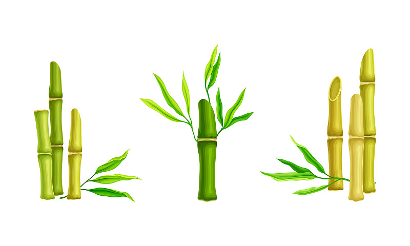 绿色竹茎带叶热带有机插画图片