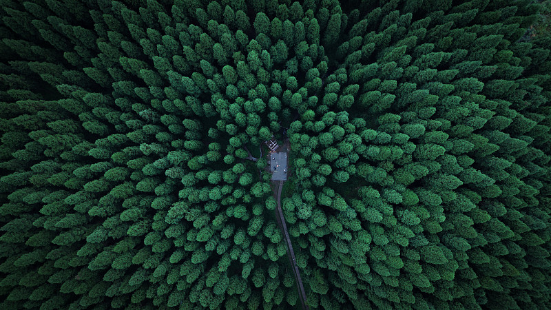 森林中树木的全帧拍摄图片下载