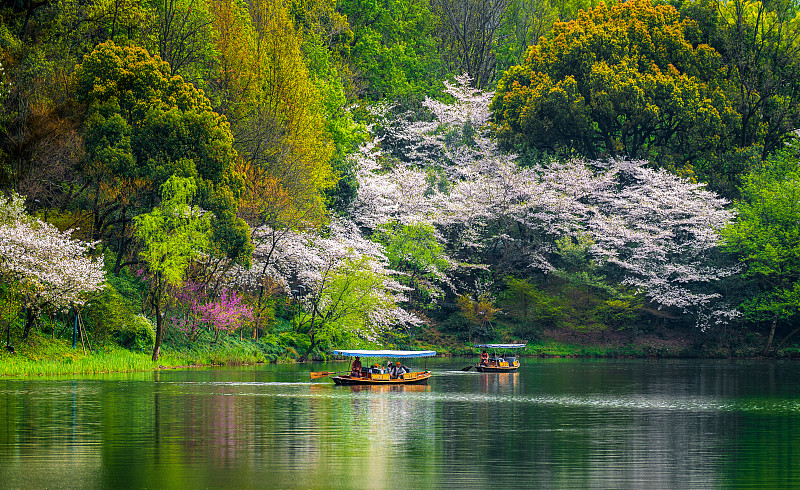 杭州西湖游客赏樱图片下载