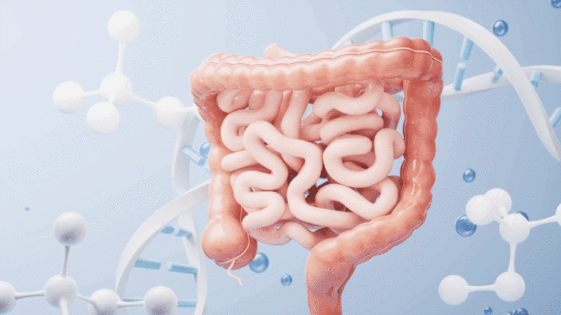 内脏器官肠道生物科技医学概念3D渲染图片下载