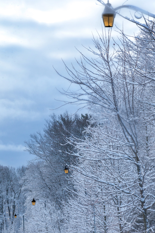 雪在树上图片下载