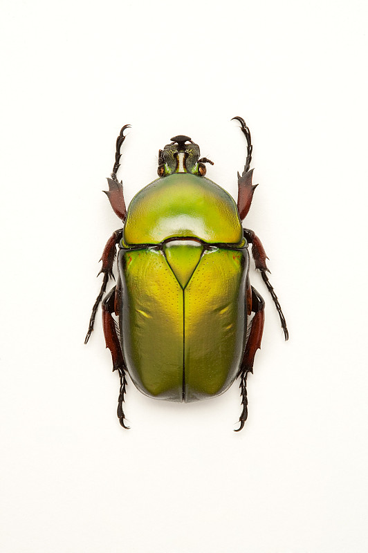 甲虫的外形图片