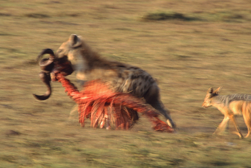 驮着幼兽的鬣狗图片下载