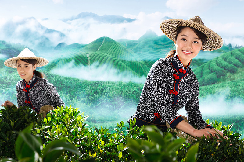 两个东方女孩在茶园采茶图片下载