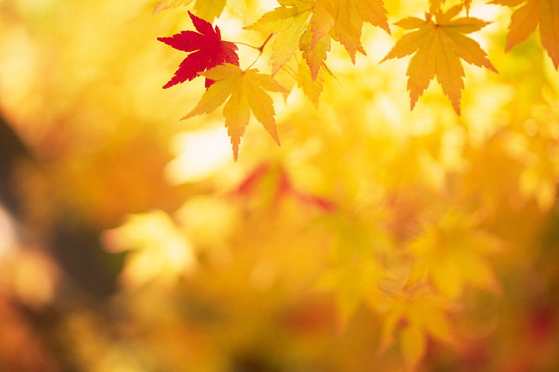 闪亮的秋叶图片素材