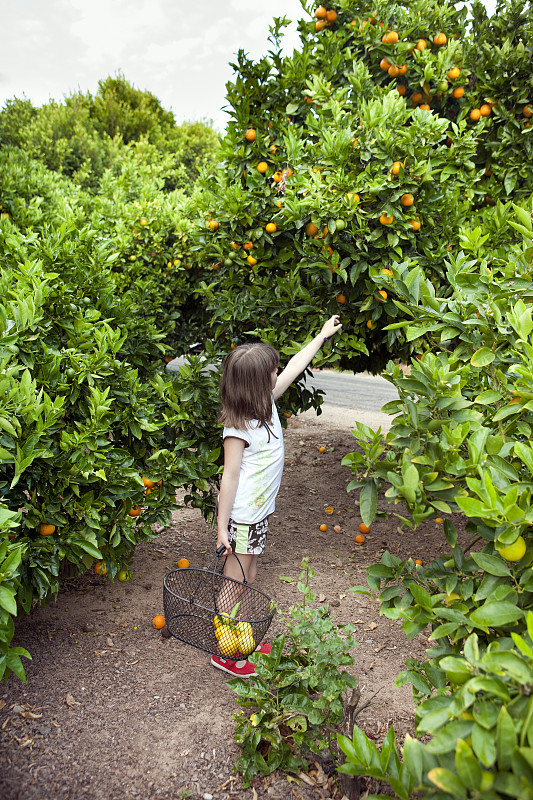 女孩在橘子树上摘橘子图片下载