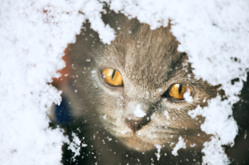 小猫从下雪的窗户往外看图片素材