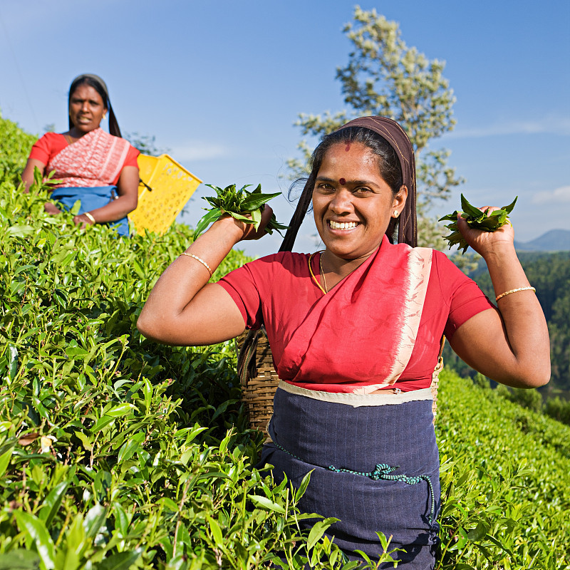泰米尔采摘者在种植园里采摘茶叶图片素材