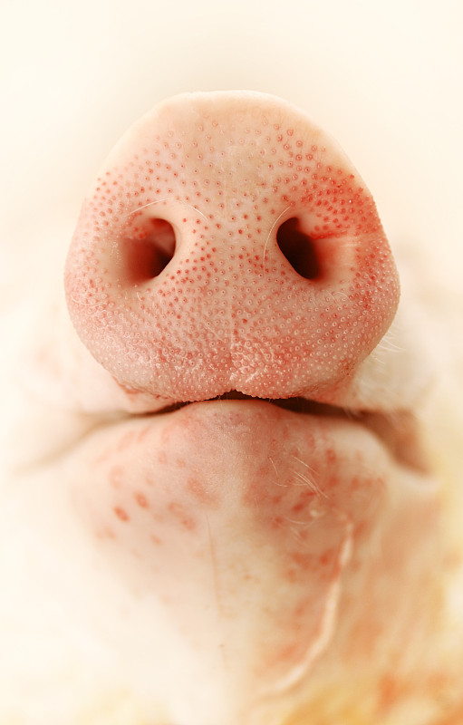 猪的鼻子图片下载