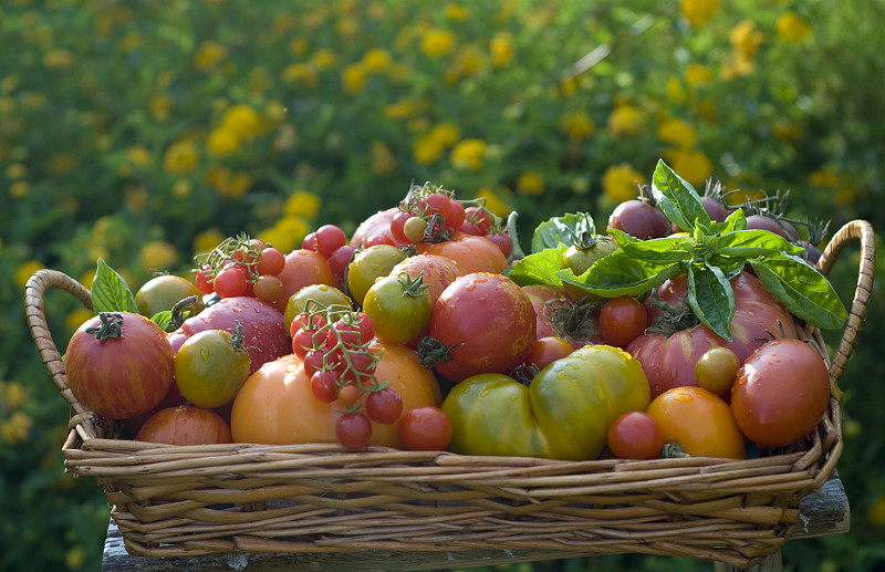 篮子自家种植的夏季农产品，家传番茄蔬菜收获图片下载