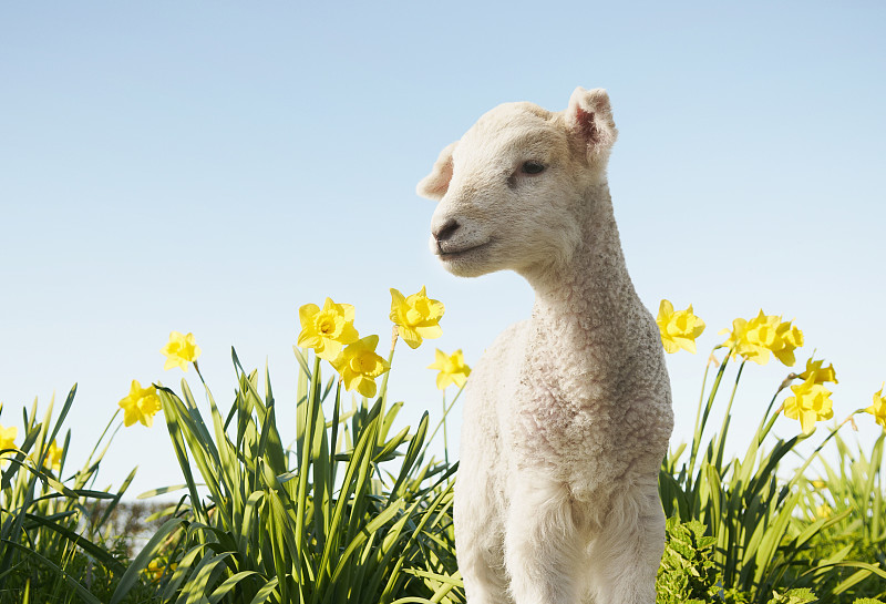 Lamb walking in field of flowers图片素材
