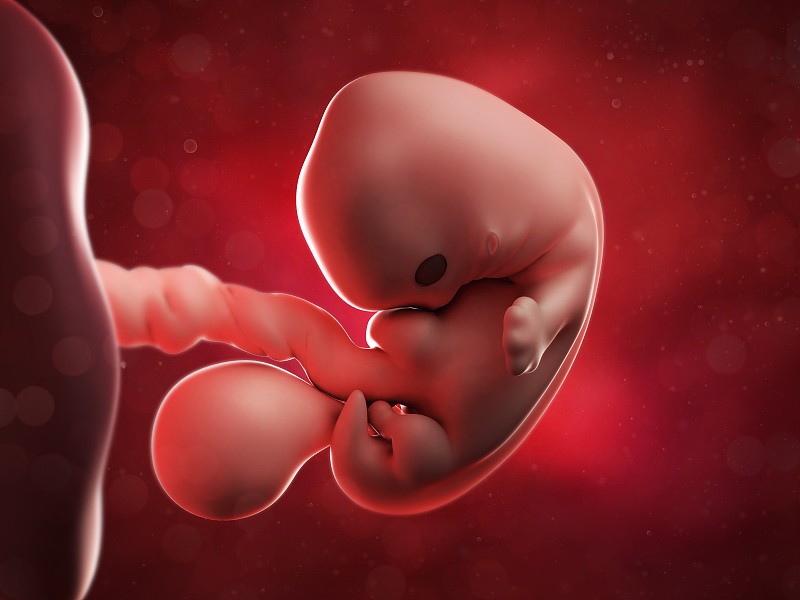 胎儿七周有多大图片图片