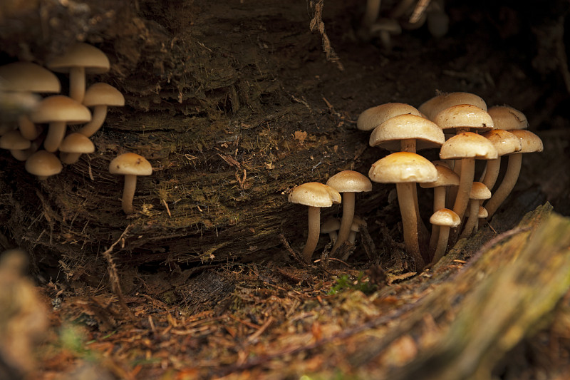 森林里的黄色蘑菇图片下载