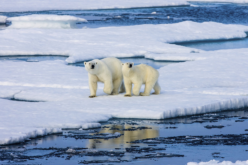 两只北极熊在被水包围的浮冰上。图片下载