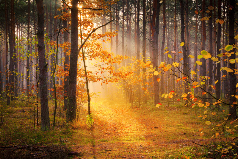 被阳光照耀的秋雾森林图片素材