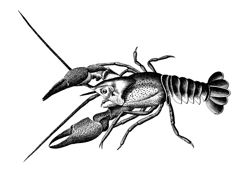 欧洲小龙虾|古董科学插图图片下载