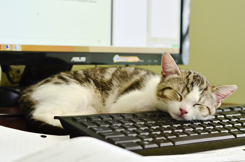 小猫在键盘上休息图片下载