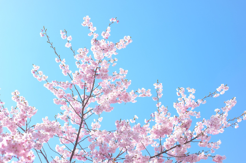 樱花。樱花的树。湛蓝的天空图片下载