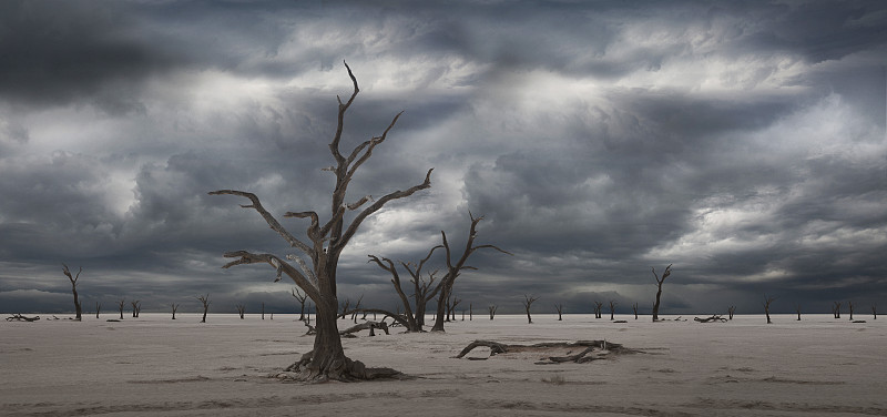 阴天下沙漠中的枯树图片下载
