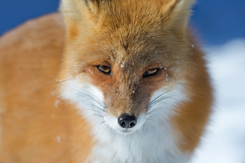 狐狸眼眼型 特征图片