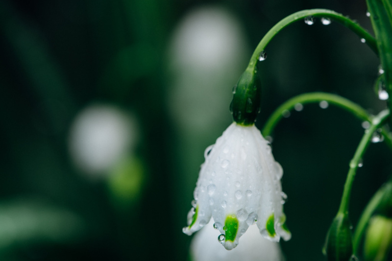 新鲜雪花花与雨滴的特写图片素材