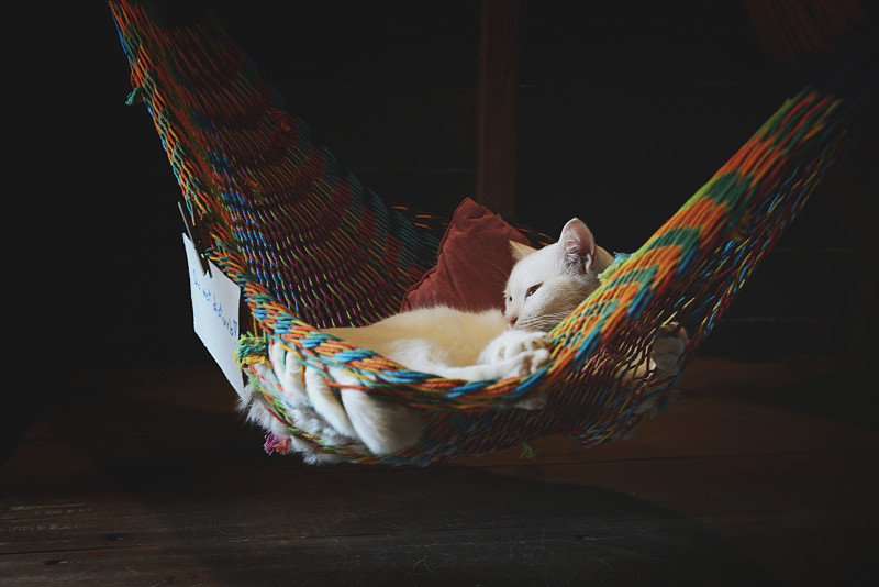 一只小吊床上睡着的白猫图片下载