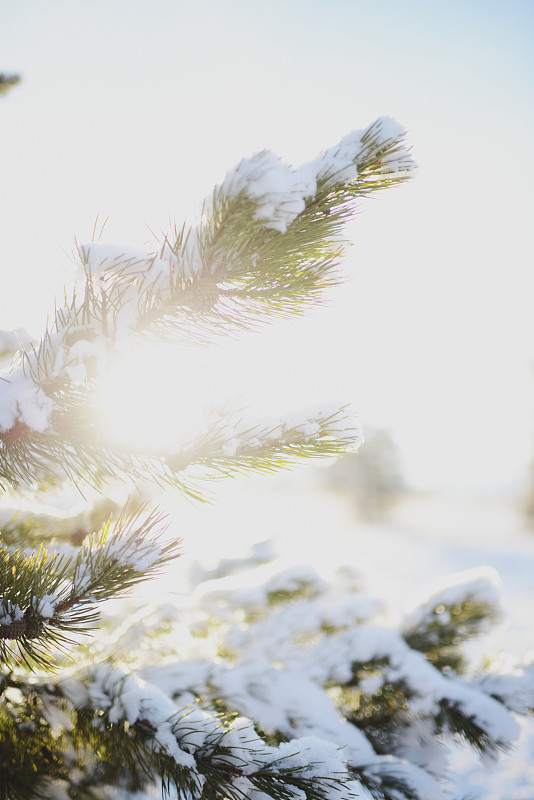 太阳在被雪覆盖的树枝上耀斑图片下载