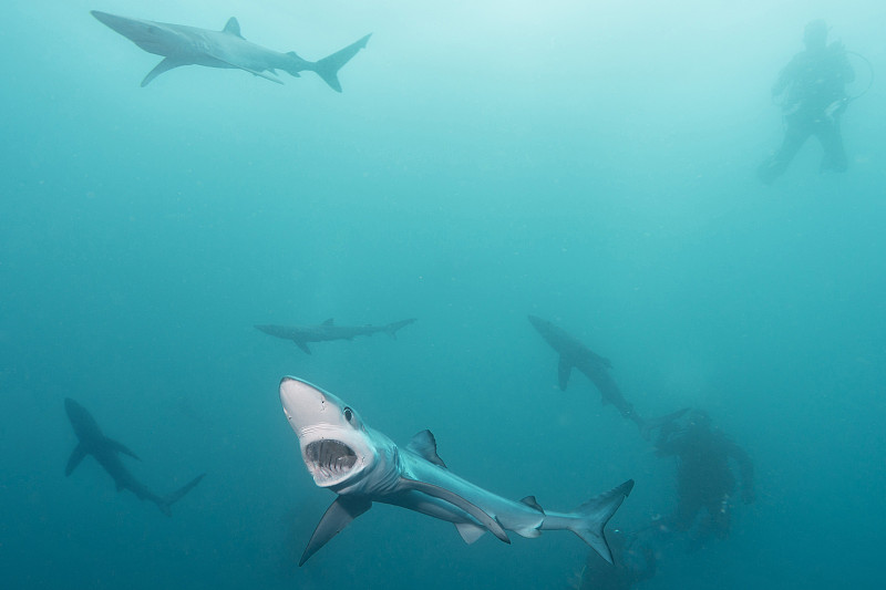 南非，蓝鲨，蓝鲨和潜水员图片下载
