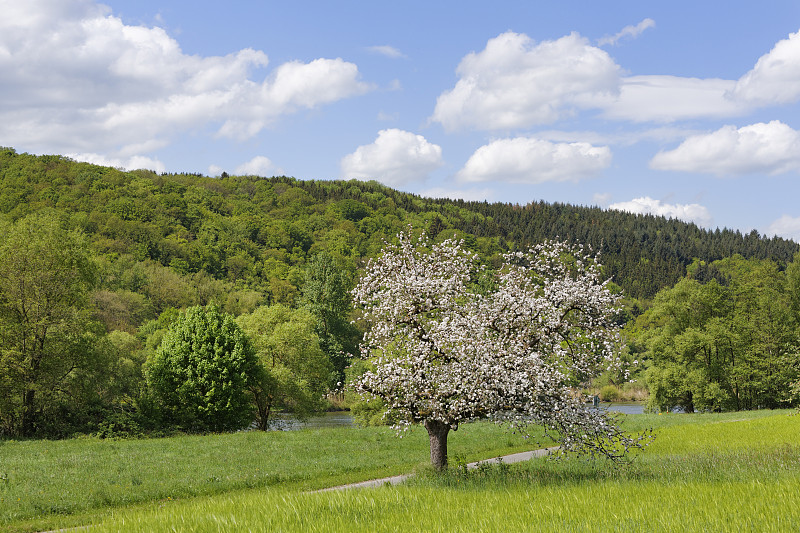 德国，巴伐利亚，下弗兰科尼亚，盛开的苹果树在河上图片素材