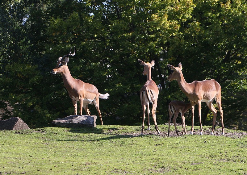 黑斑羚的家庭图片下载