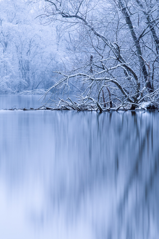 河岸上的冬树图片下载