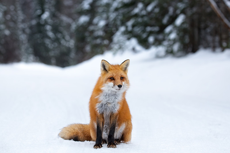 雪中的红狐图片下载
