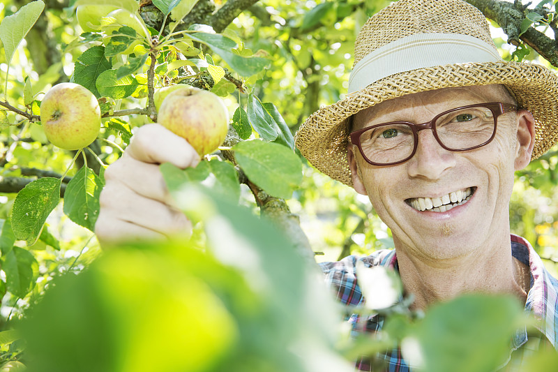 快乐分配的园丁收获苹果的肖像图片下载